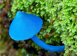 奇特蘑菇盘点：天蓝蘑菇通体蓝色