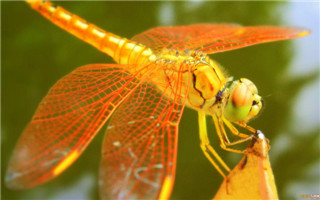 蜻蜓吃什么:会吃自己的尾巴吗?日吃小飞虫1000只