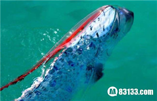 皇带鱼的恐怖传说 海洋中最长的硬骨鱼