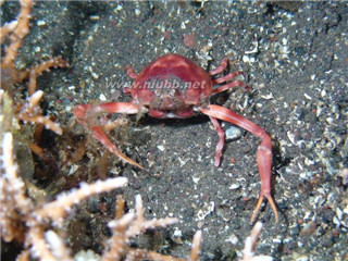 正直爱洁蟹 万岁大眼蟹、正直爱洁蟹、红色相机蟹…一个比一个怪的螃蟹名