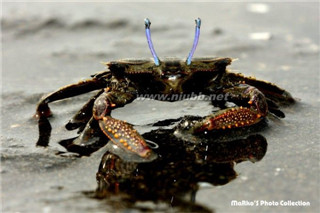 正直爱洁蟹：世界有毒螃蟹盘点