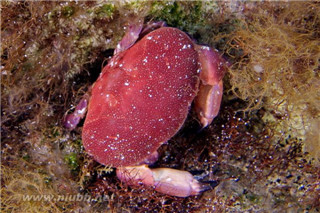 正直爱洁蟹 万岁大眼蟹、正直爱洁蟹、红色相机蟹…一个比一个怪的螃蟹名