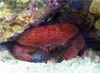 正直爱洁蟹：世界有毒螃蟹盘点