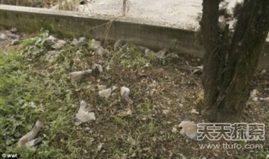 动物界让人震惊的12大集体死亡事件