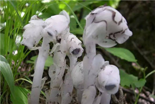 奇异的植物：八种最罕见的珍稀植物物种