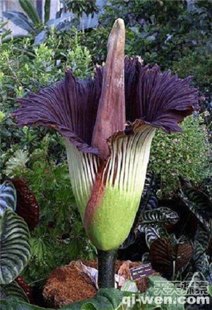 独特的植物：十九种最稀有的珍稀植物物种