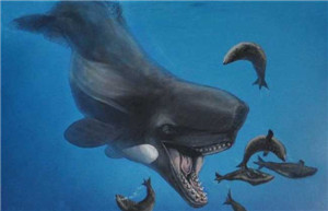 梅尔维尔鲸:鲨鱼也只是开胃小菜