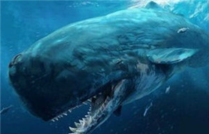 梅尔维尔鲸:鲨鱼也只是开胃小菜