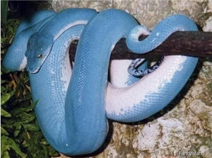 神秘的剧毒蓝蛇：蓝长腺珊瑚蛇