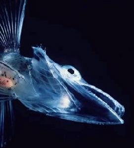 透明生物鳄冰鱼：盘点各种怪异透明物种