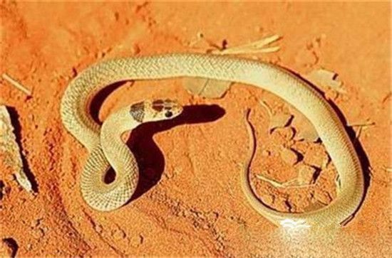 世界上最毒的蛇 白头蝰蛇成精现身十堰!
