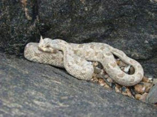世界上最毒的蛇 白头蝰蛇成精现身十堰!