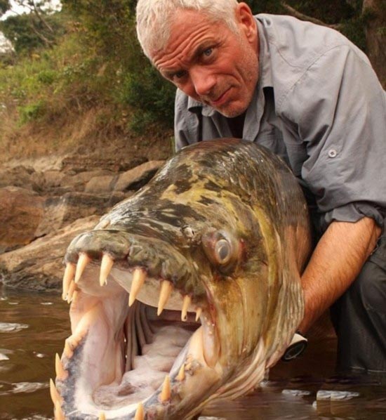 全世界令人震惊的巨型鱼：英国人非洲捕获巨型食人鱼