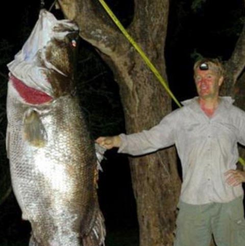 全世界令人震惊的巨型鱼：英国人非洲捕获巨型食人鱼