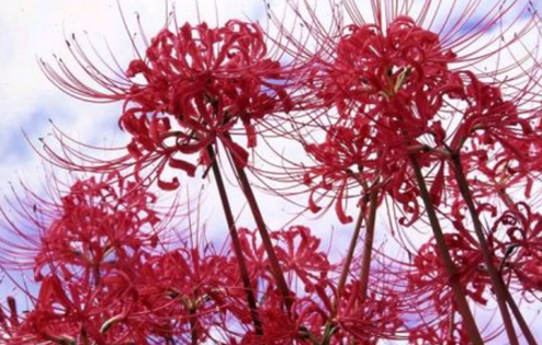 现实中真有彼岸花吗,古墓中真的存在这种植物吗?