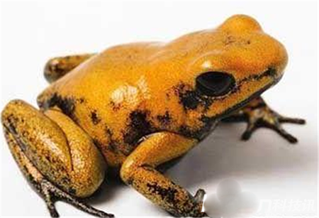 动物界最恐怖生物曝光 死亡之蛙金毒镖蛙揭秘