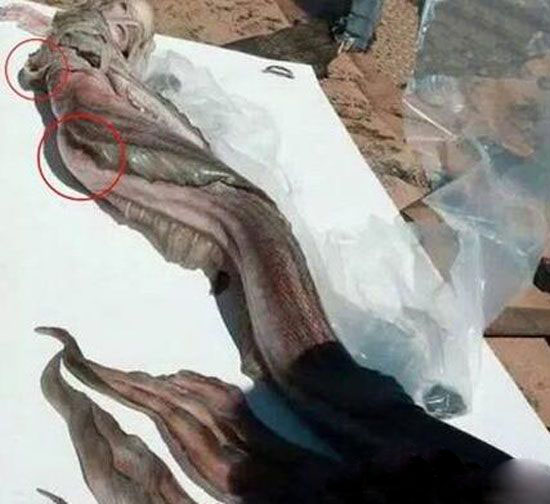 黑鳞鲛人就是美人鱼?科学家称1万年前已有