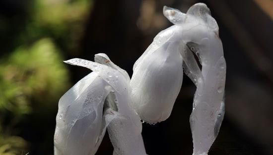 陕西惊现“冥界之花”水晶兰 传说可起死回生