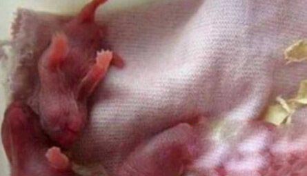 女孩怀孕生下20只老鼠 真相揭开让人崩溃