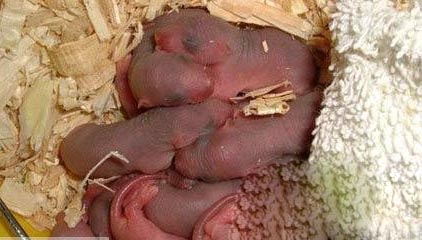 女孩怀孕生下20只老鼠 真相揭开让人崩溃