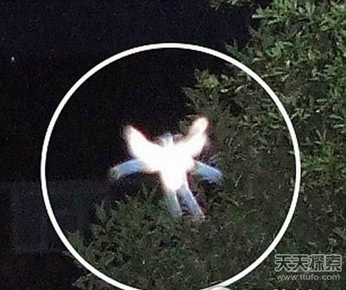 英国女子拍到神秘小精灵 长有奇特翅膀