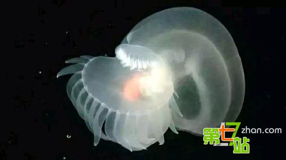 世界之大无奇不有!令人难以置信的10件趣闻
