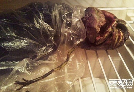 俄罗斯女子冰冻外星人尸体两年