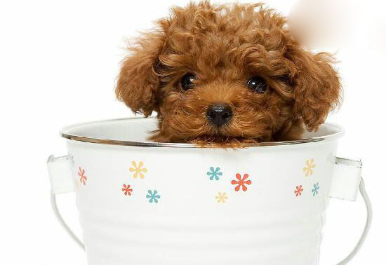 茶杯犬的寿命有多长,茶杯犬“短命”背后真相令人震惊