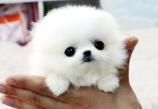 茶杯犬的寿命有多长,茶杯犬“短命”背后真相令人震惊