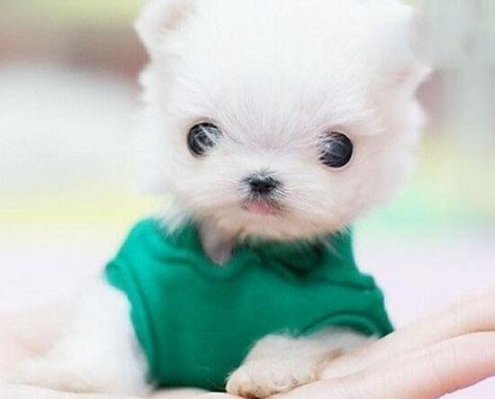 茶杯犬的寿命有多长,茶杯犬“短命”背后真相令人震惊