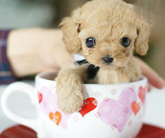 解密茶杯狗繁殖背后真相 茶杯犬的寿命有多长？