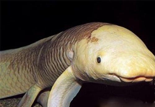 世界最长寿鱼90岁离世! 澳大利亚肺鱼接受安乐死