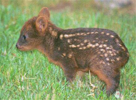 世界最小的鹿首次在日本诞生 小的可以放在碗里养