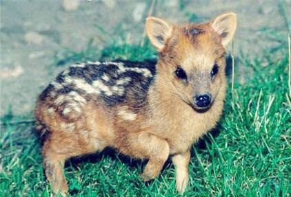 世界最小的鹿首次在日本诞生 小的可以放在碗里养