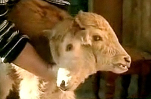 美国佐治亚州的小牛长有两个头