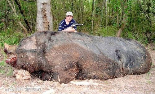 重达477公斤的野猪