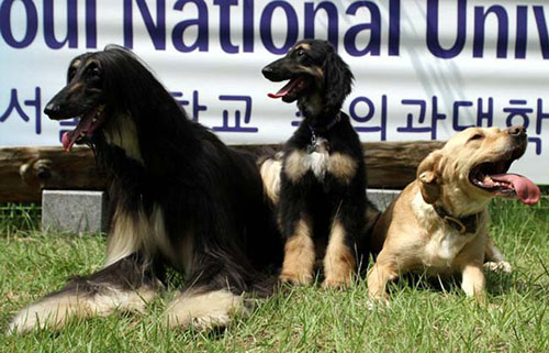 韩国首尔国立大学克隆出来的比格猎犬