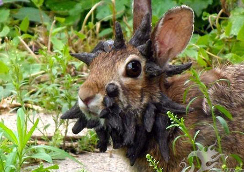 世界上最吓人的兔子