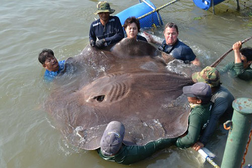 黄貂鱼重量达到了近350公斤