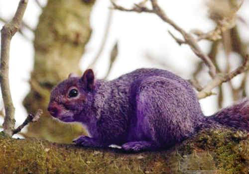 紫色的松鼠