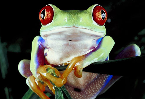巨大眼睛的树蛙