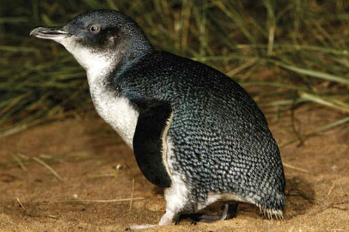 新西兰和澳大利亚发现了一种新的企鹅