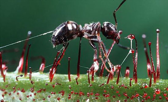 图解食肉植物捕食过程