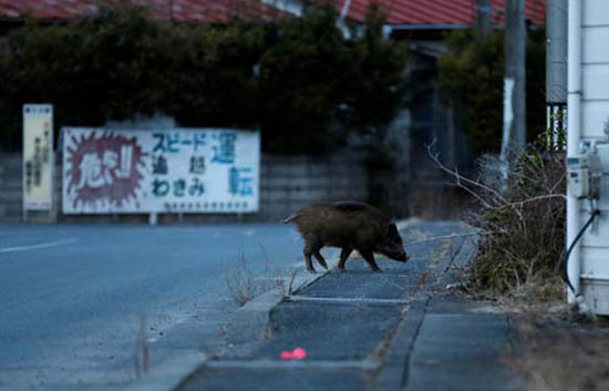 福岛核撤离区:野猪“入侵”人类区域