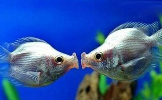 接吻鱼竟不会接吻，真相令人震惊