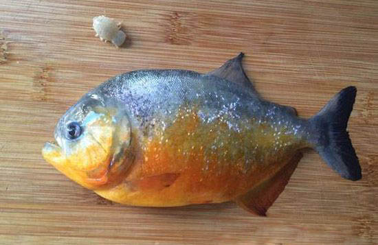 缩头鱼虱能食用?形态奇异是中药材