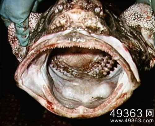 各种千年老鱼怪 异型鱼图片