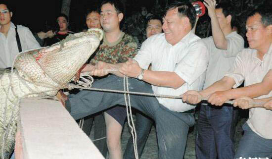 真实的鳄鱼吃人事件