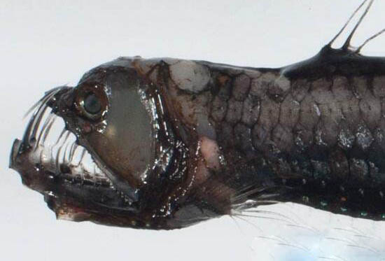 世界上最恐怖的海底生物,深海龙鱼凶残至极