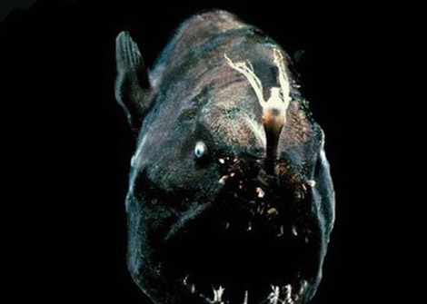 神秘海洋怪物:从透明虾到巨型大王乌贼